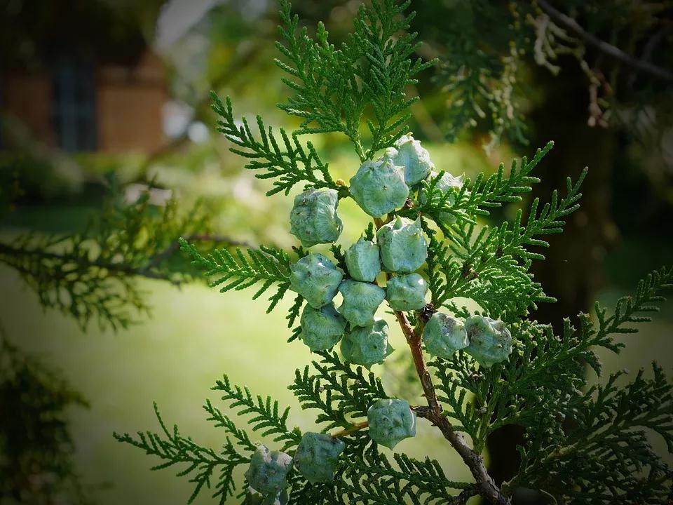 香氛精油