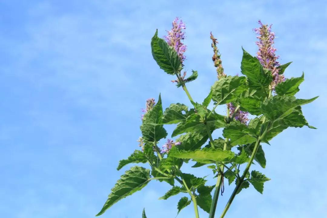 香薰机精油 香薰机精油